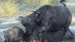 WATCH THIS buffalo kill lion  Merciless attack [upl. by Yemane]