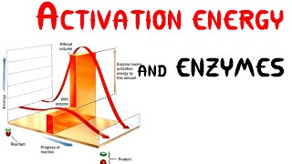 Activation energy and Enzymes Animation [upl. by Filler]