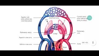 Vasoconstriction Vasodilation Role of precapillary sphincter in regulating flow of blood [upl. by Mufi530]