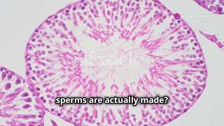 Spermatogenesis  How Sperm is Made  NEET  By Nagavelli Prasad [upl. by Aubigny]