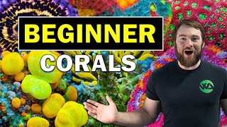 5 BEST BEGINNER CORALS [upl. by Ennayehc]