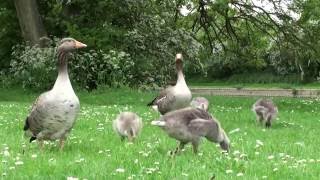 Greylag Geese and Goslings [upl. by Bolitho971]