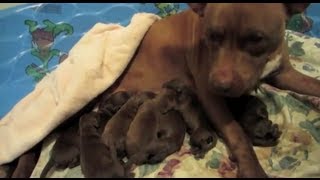 NEWBORN PUPPIES [upl. by Bosson]