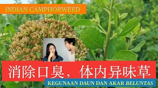 栾樨叶和根的神奇作用和功效。 BENEFITS OF Pluchea indica。 Manfaat pohon beluntas。 [upl. by Rozella]