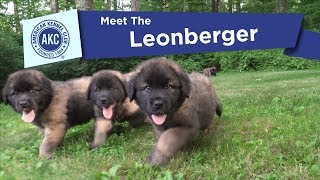 AKCs Meet the Leonberger [upl. by Aisha]