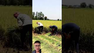 The Art of Traditional Rice Harvesting with a Sickle A Labor of Love [upl. by Sowell553]