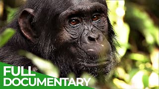 The Secret Culture of the Apes  Free Documentary Nature [upl. by Derek]