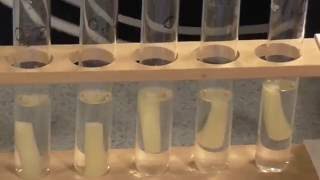 Osmosis Water Potential of Plant Tissue AS and A level [upl. by Atnoek]