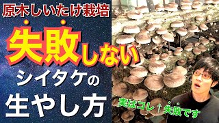 【しいたけ栽培初心者用🔰】誰でもわかる！失敗しない椎茸の生やし方と収穫方法【原木しいたけ栽培】 [upl. by Llewsor]