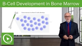 BCell Development in the Bone Marrow – Lymphocyte Development  Lecturio [upl. by Norihs]