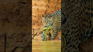 ¡Jaguar vs Caimán jaguar vs caiman animalessalvajes [upl. by Straus3]