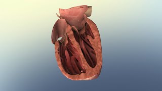 Overview of Heart Failure and Common Treatment Options [upl. by Ahsikit764]