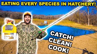 CATCHING and COOKING Every SPECIES in the BACKYARD HATCHERY [upl. by Kingdon]