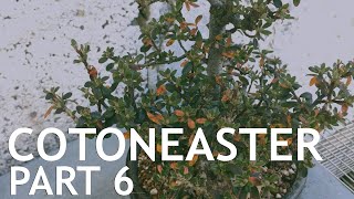 Cotoneaster Bonsai 6 [upl. by Mcnamee84]