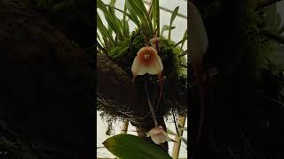 Monkey face orchid at Conservatory [upl. by Dunn]