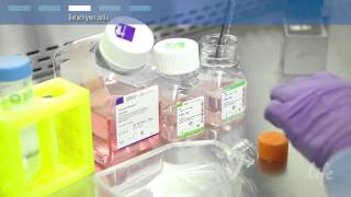 How to subculture passage primary cells [upl. by Jelsma951]