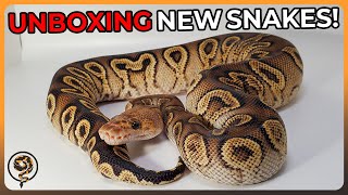 A Volcanic Ball Python Unboxing [upl. by Hayne869]