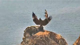 West End  EAGLETS BATTLE ON HISTORIC NEST CHASE AKECHETA FOR FISH KOA FLIES W STICK 😊 62424 [upl. by Durr]