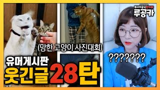 저게 뭐야 망한 고양이 사진대회 l 루공카 유머글 하이라이트 28탄 [upl. by Llerdnam]