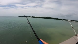 Quick Catches at the boat ramp and beach [upl. by Rese]