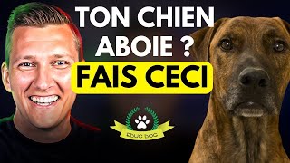 Chien qui aboie  la solution pour lempêcher daboyer  EDUC DOG [upl. by Evangelin]