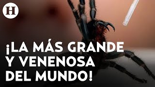 ¡Enorme y letal Descubren en Australia el ejemplar más grande la araña más venenosa del mundo [upl. by Eural]