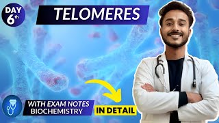 telomeres biochemistry  telomerase biochemistry  telomerase replication in eukaryotes biochemistry [upl. by Negam]