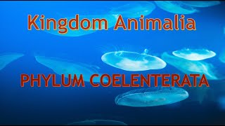 Phylum Cnidaria Coelenterata Characteristics and body forms [upl. by Odnomor]