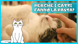 PERCHÈ I GATTI FANNO LA PASTA  SFIGATTO [upl. by Cyndi351]