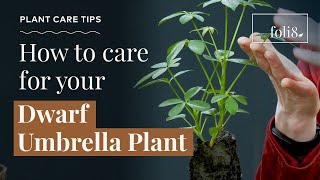 Dwarf Umbrella Plant Care Tips 🌿 Schefflera arboricola [upl. by Junie]