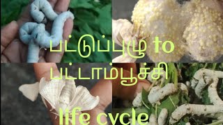 பட்டுப்புழு to பட்டாம்பூச்சி  silkworm life cycle full video in Tamil  life cycle of caterpillar [upl. by Amberly350]