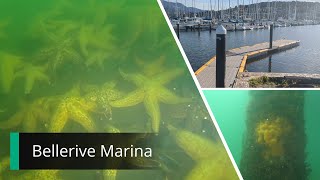 Invasive Sea Star Removal at Bellerive Marina Tasmania [upl. by Enowtna906]