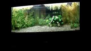 55 gallon planted aquarium kitty litter substrate [upl. by Arlette]