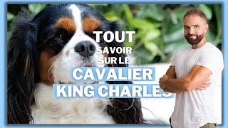 Race de chien Cavalier King Charles [upl. by Sremmus]