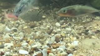 Stickleback Feeding [upl. by Netsirc]