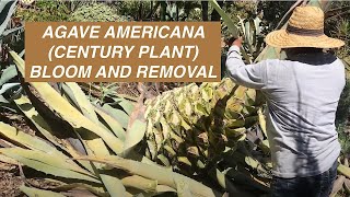 Agave americana Century Plant Bloom and Removal [upl. by Submuloc]