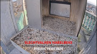 Slechtvalken ZuidWestVlaanderen  Harelbeke  19032024  Paring [upl. by Wilen]