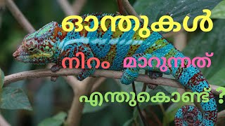 How Chameleons Change Color  Malayalam  Gingerline Media [upl. by Croom]