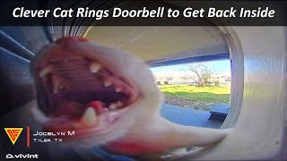 Clever Cat Rings Doorbell to Get Back Inside Caught on Vivint Camera  Doorbell Camera Video [upl. by Templia212]