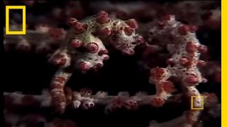 Pygmy Seahorses  National Geographic [upl. by Mcdonald]