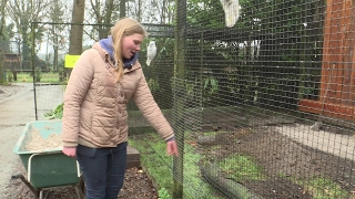 Zoo Veldhoven net open en de eerste kaketoes zijn al gestolen [upl. by Doersten]