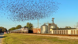 Amtrak 164 Meets a Flock of Birds [upl. by Tamer]