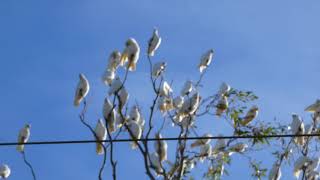 2000 Corella cockatoos being noisy [upl. by Nageem570]