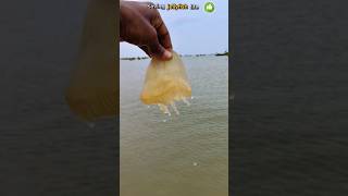 Saved jellyfish life jellyfish shorts saving abhifishinglife [upl. by Cronin]