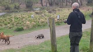 Badger Seen Chasing Dogs and People in Broad Daylight at UK Woods [upl. by Ttebroc345]