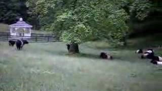 Belted Galloways  White Sulphur Farm [upl. by Raab]