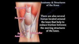 Anatomy amp Structures Of The Knee  knee pain  Everything You Need To Know  Dr Nabil Ebraheim [upl. by Jac]