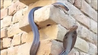 Top 5 most dangerous snakes in the world 21 [upl. by Aierdna925]