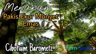 Menanam Pakis Ekor Monyet Emas  Cibotium Barometz   Fern Series [upl. by Grobe]