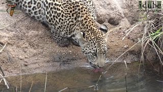 Leap Of Leopards  Mother And Cubs 29 A Day With The Cubs [upl. by Balthazar]